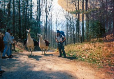 Llamas At Brown Gap
Jonny Bluegrass checking out the llamas
Photo by Rat
