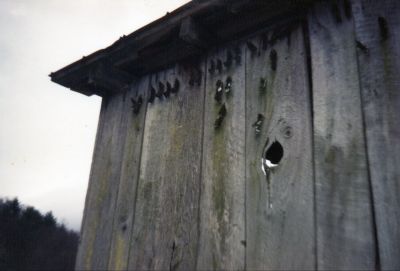 Raccoon Paws
Raccoons Beware...
Photo taken by Bol'Dar on trip up the Paul Fink Trail many years ago...
