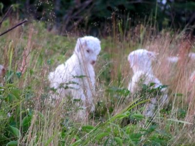 Baby Goats
...on Roan Mountain
Photo by RAT 
7-11-2010
