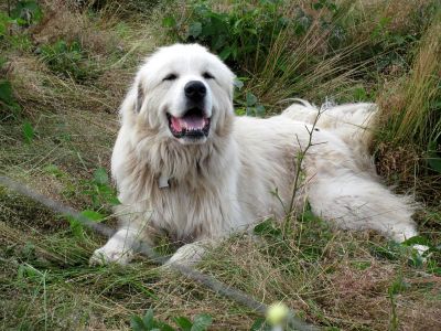 Goat Dog
...on Roan Mountain
Photo by RAT 
7-11-2010
