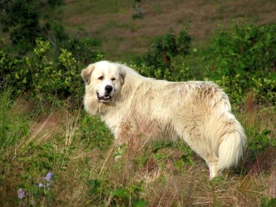 Goat Dog
Great Pyrenees...on Roan Mountain
Photo by RAT 
7-11-2010
