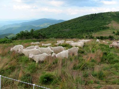Goats on Roan Mountain
Photo by RAT 
7-11-2010
