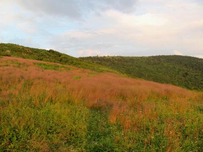 View From Roan Mountain trail
Roan Mountain
Photo by RAT 
7-11-2010
