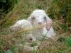 Filename=baby_goats.jpg
Filesize=166KiB
Dimensions=1200x900
Date added=Jul 26, 2010 baby_goats.jpg