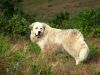 goat_dog2.jpg