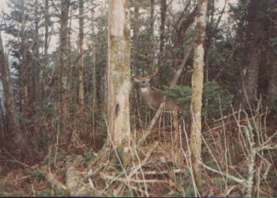 buck in the smokies
Trying to yogi some food
