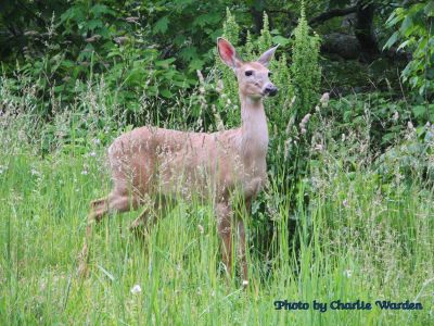 Deer on Roan Mountain
Photo taken by Charlie Warden
