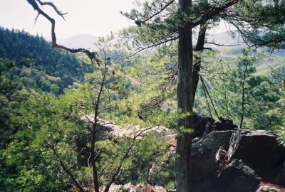 Jones Branch Overlook
cliff view
