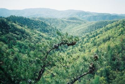 Jones Branch Overlook
views.
