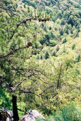 Jones Branch Lookoff Cliff
view looking down !
