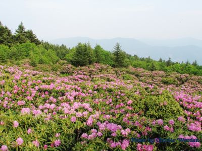 Rhododendron Gardens 
On Roan Mountain
Photo taken by Charlie Warden
