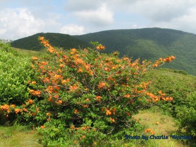 Azalea on Roan Mountain
Photo taken by Charlie Warden
