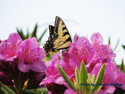 Butterfly on Roan Mountain
Photo taken by Charlie Warden
