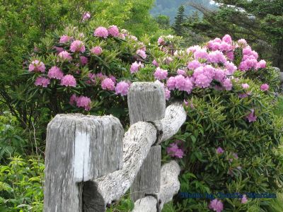Along the AT on Roan Mountain
Photo taken by Charlie Warden
