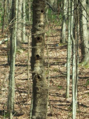 Condo-Tree
...near the Sill Branch Overlook,
3-19-10
