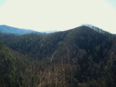 Sill Branch Overlook
View of Big Pine Ridge Knob, aka 'The Volcano',
3-19-10
