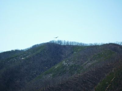 View of Sampson Mountain
Turkey Buzzard flying toward Sampson Mountain--
view from Sill Branch Overlook,
3-19-10
