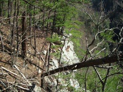 Sill Branch Overlook
looking down the line of the cliff...
3-19-10
