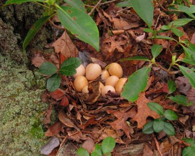 Ruffed Grouse Nest
4-29-15
