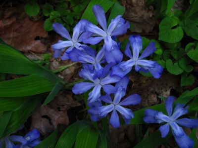 Crested Dwarf Iris
Unaka Mountain,
4-29-15
