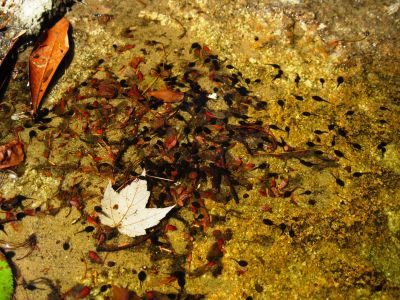 Tadpoles in Pool
South Harper Creek Falls (NC).
6-5-2015
