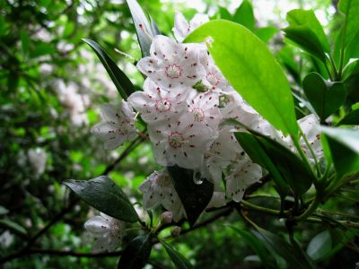 South Harper Creek
Mountain Laurel,
South Harper Creek Falls (NC).
6-5-2015
