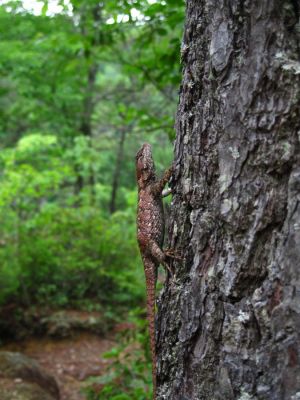 Eastern Fence Lizard
South Harper Creek (NC).
6-5-2015
