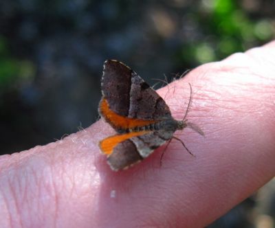 Orange Underwing Moth
Archiearis parthenias. 
Orange Underwing Moth,
4-2-2017
