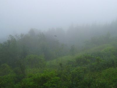 Bird Flying Through Cloud
Thick Clouds on Big Bald...
July, 2011
