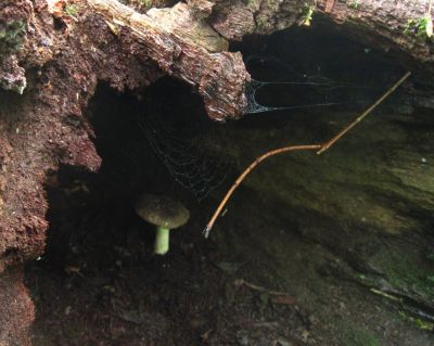 Mushroom Growing In Log
Bald Mountain Trail, 
July, 2011

