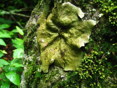 Fungus and Moss
on boulder...
July, 2011
