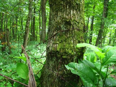 Barbed Wire
Hogback Ridge Trail,
July, 2011

