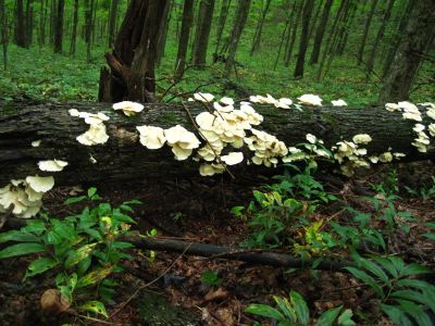 Oyster Fungus
on log...
Hogback Ridge Trail,
July, 2011
