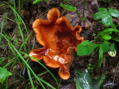 Tawny Milkcap
...With puddle of rainwater,
July, 2011
