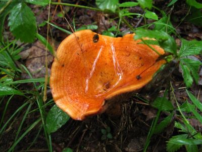 Tawny Milkcap
...With puddle of rainwater,
July, 2011
