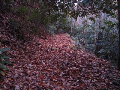Gap Trail
Rat descending the Temple Hill Gap Trail back to the Nolichucky River, 11-6-2011
