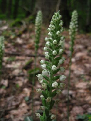 Rattlesnake Orchids
July, 2011
