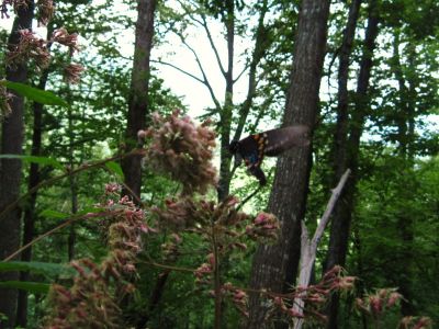 Butterfly
In meadow,
July, 2011
