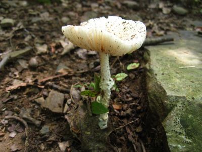 Destroying Angel
...After rain shower,
July, 2011

