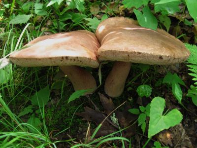 Twin Deer Mushrooms
July, 2011
