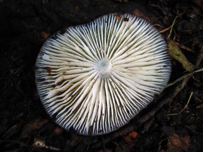 Mushroom Cap
the underside...
July, 2011

