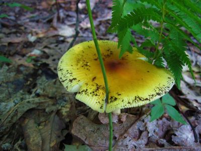 Sulfer Tuft
July, 2011
