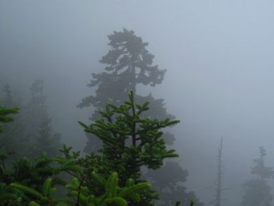 Foggy View
From Sunset Rock,
Roan High Knob Trail,
8-2011
