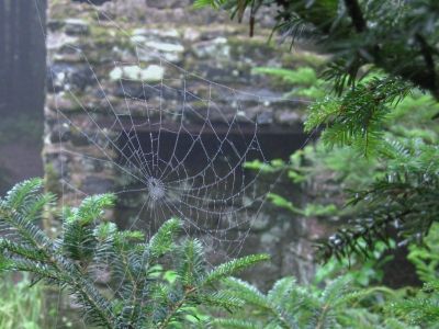 Spiderweb
in fog...
Roan High Knob Trail,
8-2011
