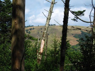 View Of Round Knob
From Roan High Knob Trail,
8-2011
