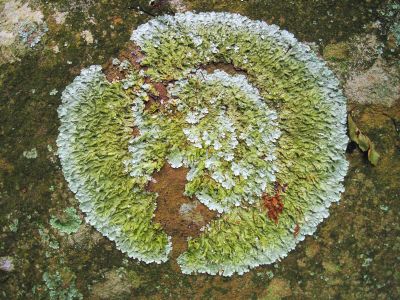 Rock Fungus
Spruce Thicket Trail, 
8-2011
