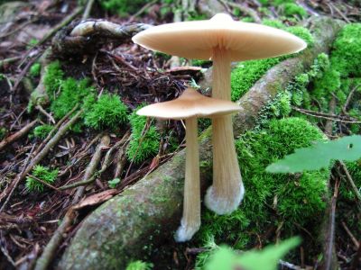 Parasol Mushrooms
Spruce Thicket Trail, 
8-2011
