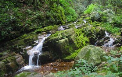 Cascades
Spruce Thicket Trail, 
8-2011
