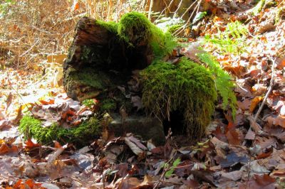 Mossy Log
Some critter lives under this log.
Davis Creek/Phillips Hollow Trail.
11-12-2011 
