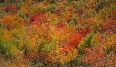 View From White Rocks Cliff, NC
Autumn Colors...
October, 2011
